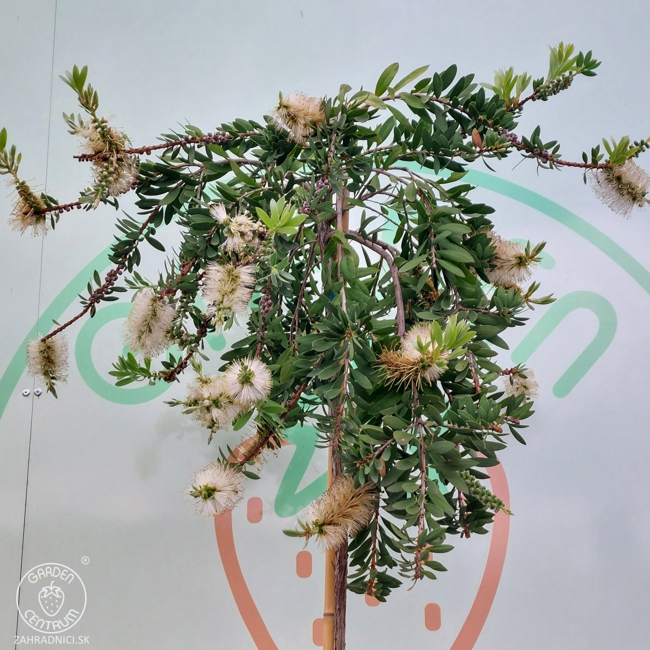 Obrázok Tyčinkovec kopijovitolistý (Callistemon pallidus) ´BIANCO´ PENDULA - výška 200-220 cm, kont. C15L -  NA KMIENKU, biely